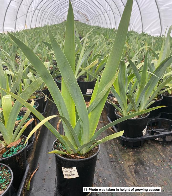 IRIS GERMANICA `PLEASANT PEASANT` (YELLOW)