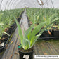 IRIS GERMANICA `WINE FESTIVAL` (PURPLE/GOLD)