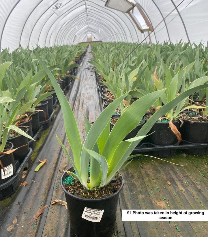 IRIS GERMANICA `WINE FESTIVAL` (PURPLE/GOLD)