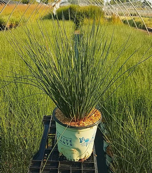 JUNCUS EFFUSUS