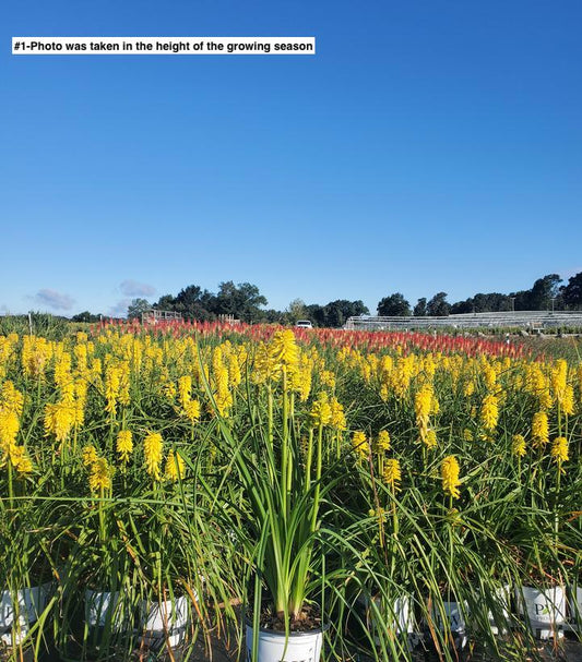 KNIPHOFIA PYROMANIA `SOLAR FLARE`