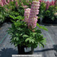 LUPINUS P. LUPINI `PINK SHADES`