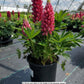 LUPINUS P. LUPINI `RED SHADES`