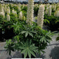 LUPINUS P. LUPINI `WHITE SHADES`