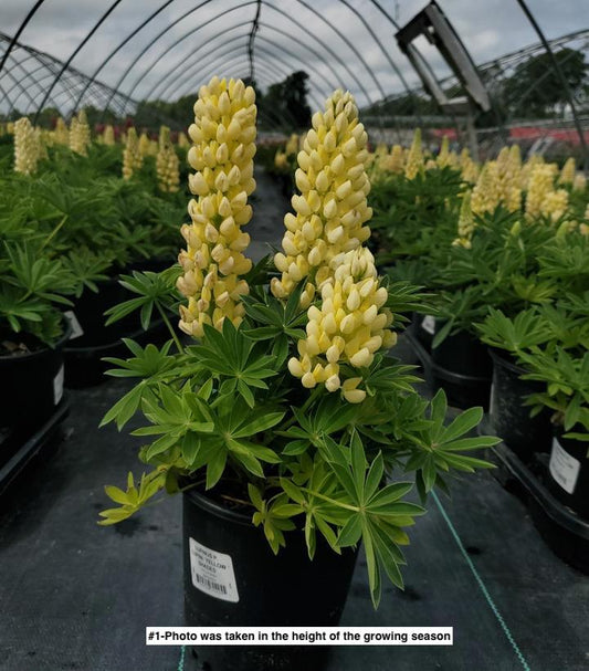 LUPINUS P. LUPINI `YELLOW SHADES`