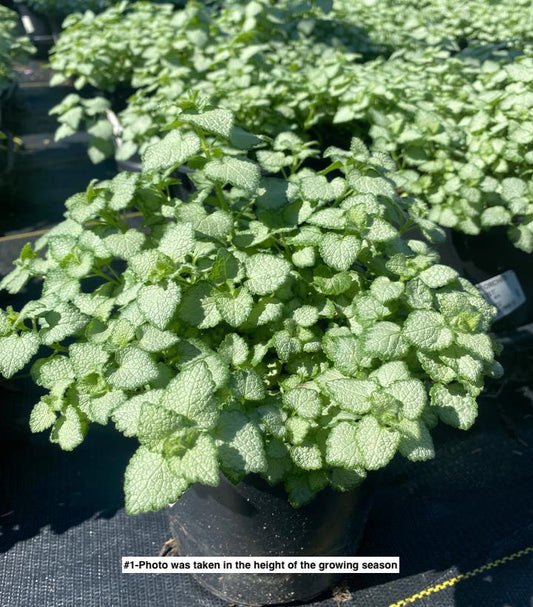 LAMIUM `ORCHID FROST`