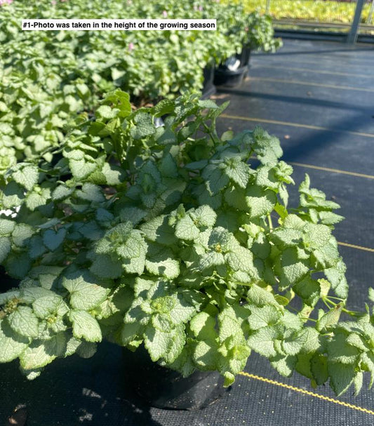 LAMIUM MACULATUM `PINK PEWTER`