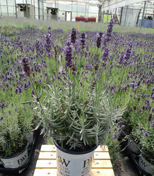 LAVANDULA ANGUSTIFOLIA `SWEET ROMANCE`