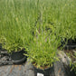 LAVANDULA X INTERMEDIA `PROVENCE`