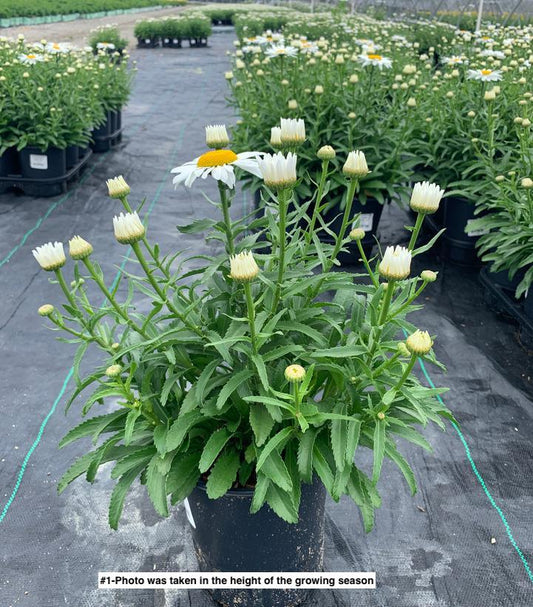 LEUCANTHEMUM X SUPERBUM `SNOW CAP`
