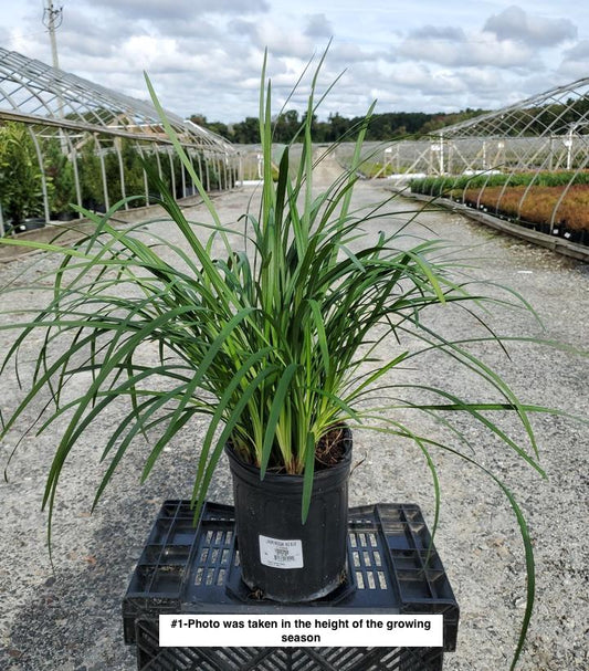 LIRIOPE MUSCARI `BIG BLUE`