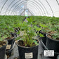 LUPINUS `GALLERY RED`