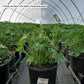 LUPINUS `NOBLE MAIDEN`