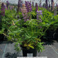 LUPINUS `RUSSELL HYBRIDS` MIX