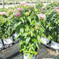 MONARDA `PARDON MY PINK`