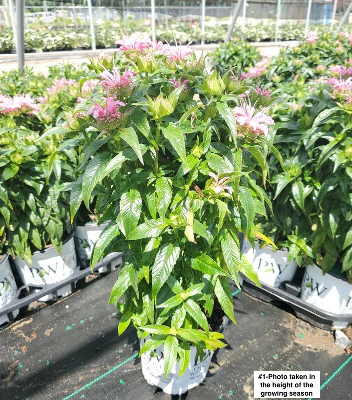 MONARDA `PARDON MY PINK`