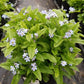MYOSOTIS SYLVATICA `MON AMIE BLUE`
