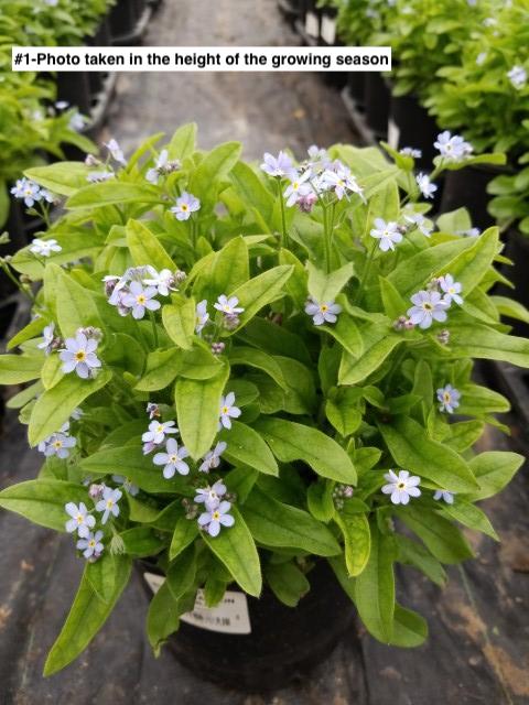 MYOSOTIS SYLVATICA `MON AMIE BLUE`