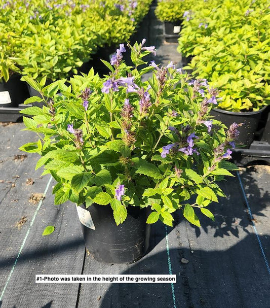 NEPETA `BLUE PRELUDE`