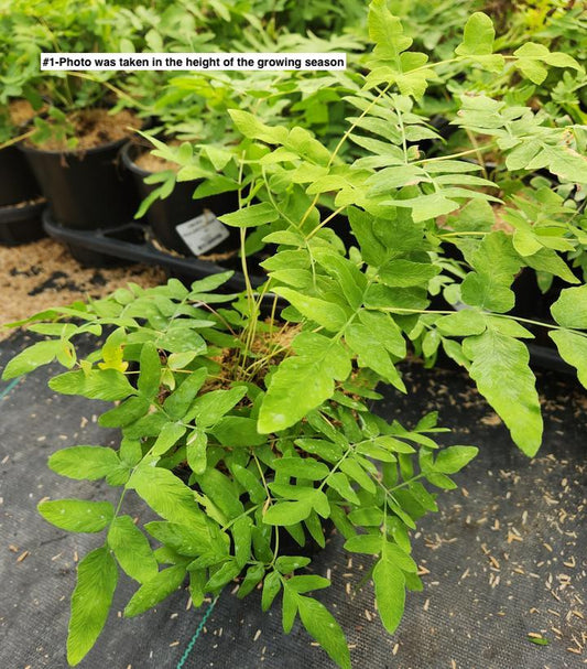 OSMUNDA REGALIS/ROYAL FERN