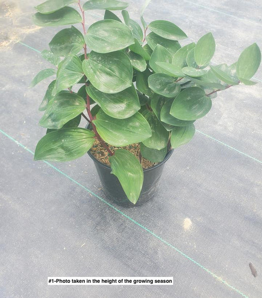 POLYGONATUM ODORATUM `RUBY SLIPPERS`