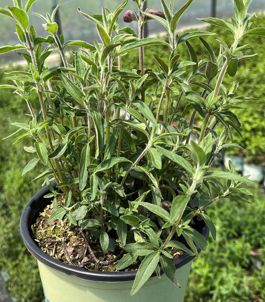 PYCNANTHEMUM PILOSUM