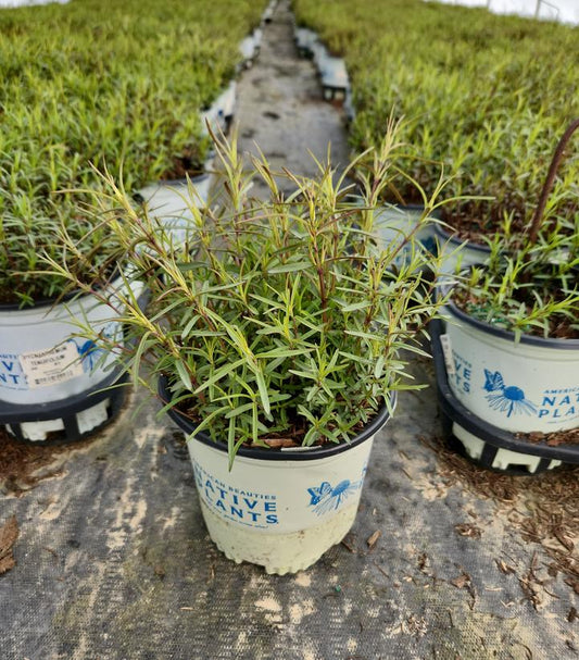 PYCNANTHEMUM TENUIFOLIUM