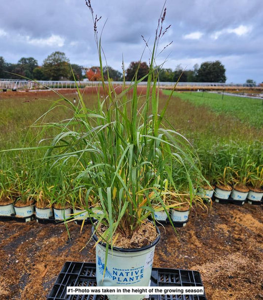 PANICUM VIRGATUM `CAPE BREEZE`