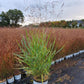 PANICUM PRAIRIE WINDS `CHEYENNE SKY`