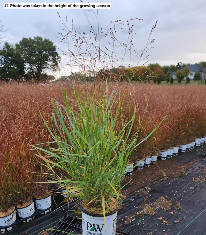 PANICUM PRAIRIE WINDS `CHEYENNE SKY`