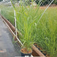 PANICUM VIRGATUM `PRAIRIE SKY`