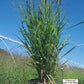 PANICUM VIRGATUM `SHENANDOAH`