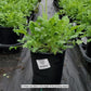 PAPAVER `GARDEN GNOME`