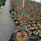 PARTHENOCISSUS TRICUSPIDATA