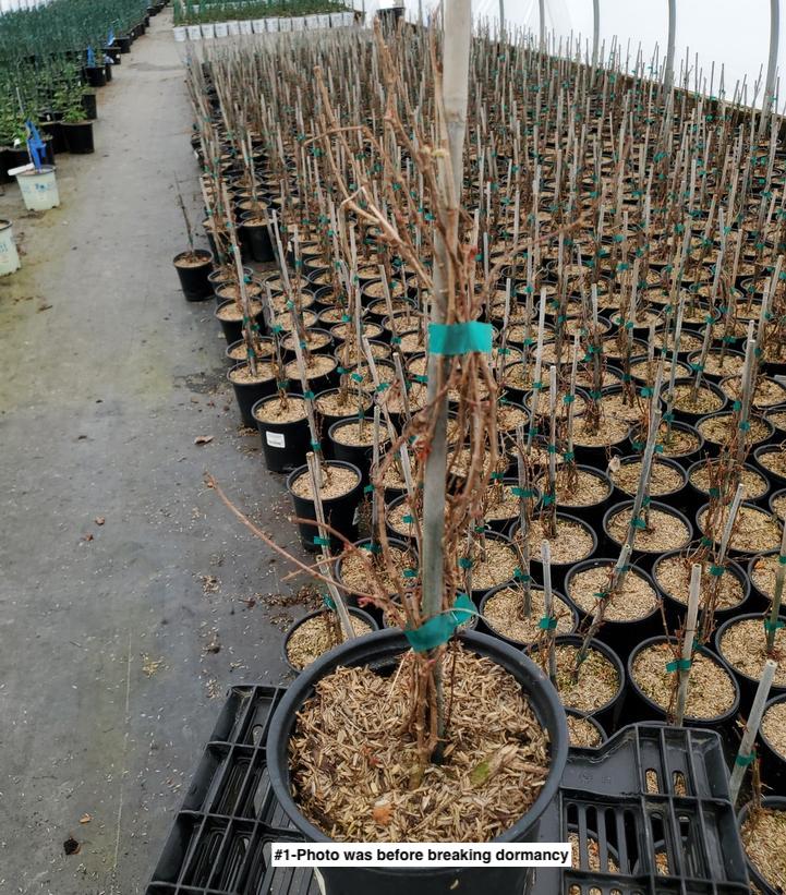 PARTHENOCISSUS TRICUSPIDATA