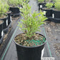 PEROVSKIA ATRIPLICIFOLIA `BLUE JEAN BABY`