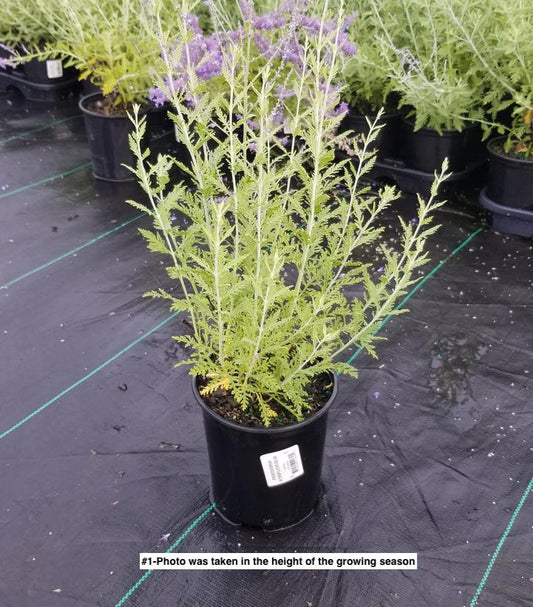 PEROVSKIA ATRIPLICIFOLIA