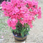 PHLOX `VOLCANO LIPSTICK`