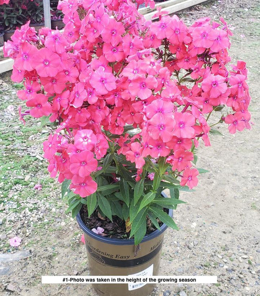 PHLOX `VOLCANO LIPSTICK`