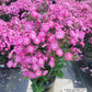 PHLOX `VOLCANO PINK W/ WHITE EYE`