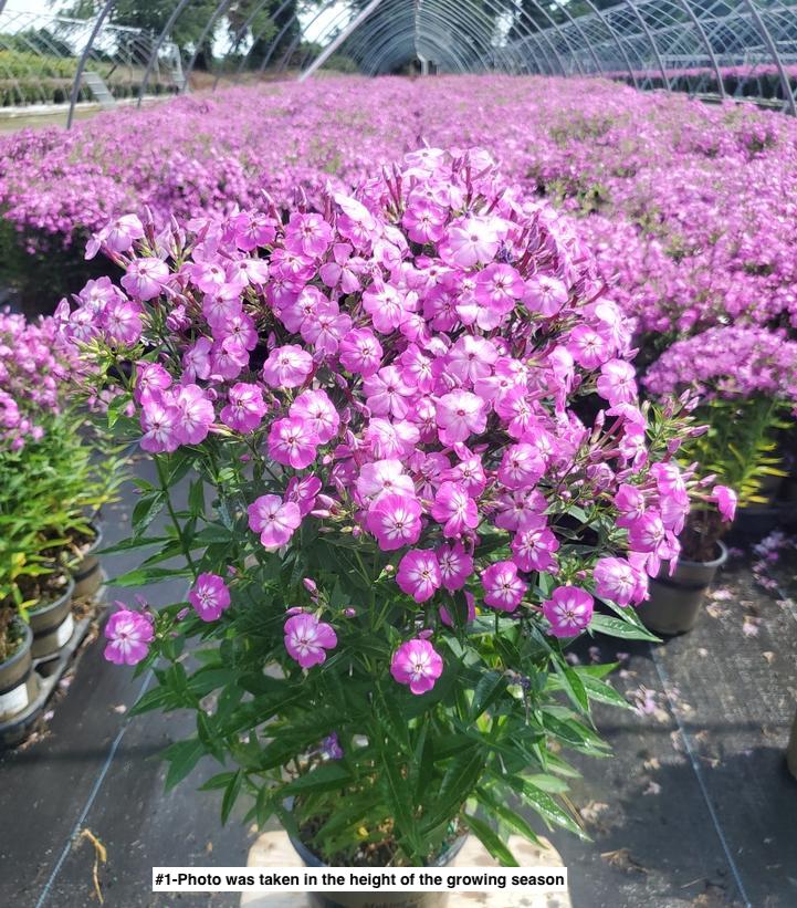 PHLOX `VOLCANO PURPLE W/ WHITE EYE`