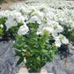 PHLOX `VOLCANO WHITE`