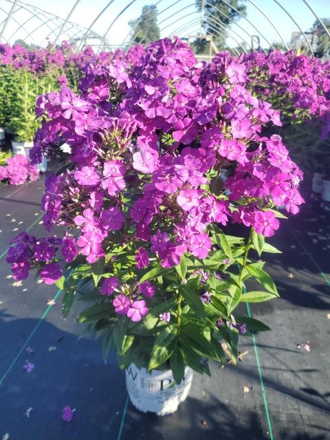 PHLOX LUMINARY `ULTRAVIOLET`