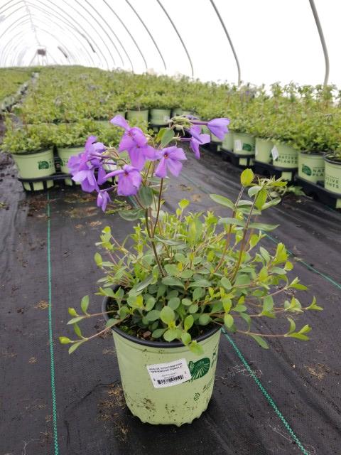 PHLOX STOLONIFERA `SHERWOOD PURPLE`