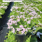 PHLOX SUBULATA `CANDY STRIPE`