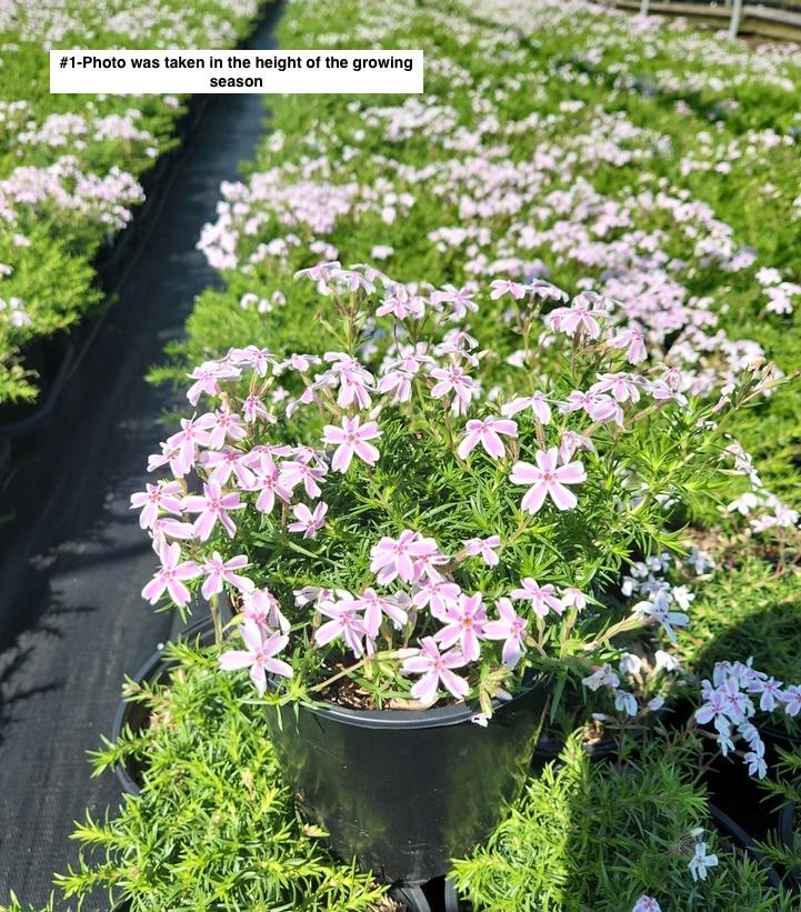 PHLOX SUBULATA `CANDY STRIPE`
