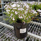 PHLOX SUBULATA `EMERALD BLUE`