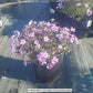 PHLOX SUBULATA `PURPLE BEAUTY`