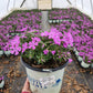 PHLOX SUB. SPRING `PURPLE`