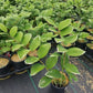 POLYGONATUM ODORATUM `VARIEGATUM`